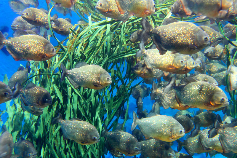 红腹食人鱼鱼群在水下游泳。(Serrasalmus nattereri)







保存到Lightbox ?

















找到类似的图片




分享吗?







红腹食人鱼鱼群在水下游泳。(Serrasalmus nattereri)